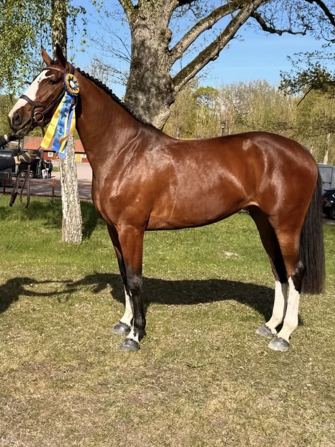 Elegant Jump LN Z